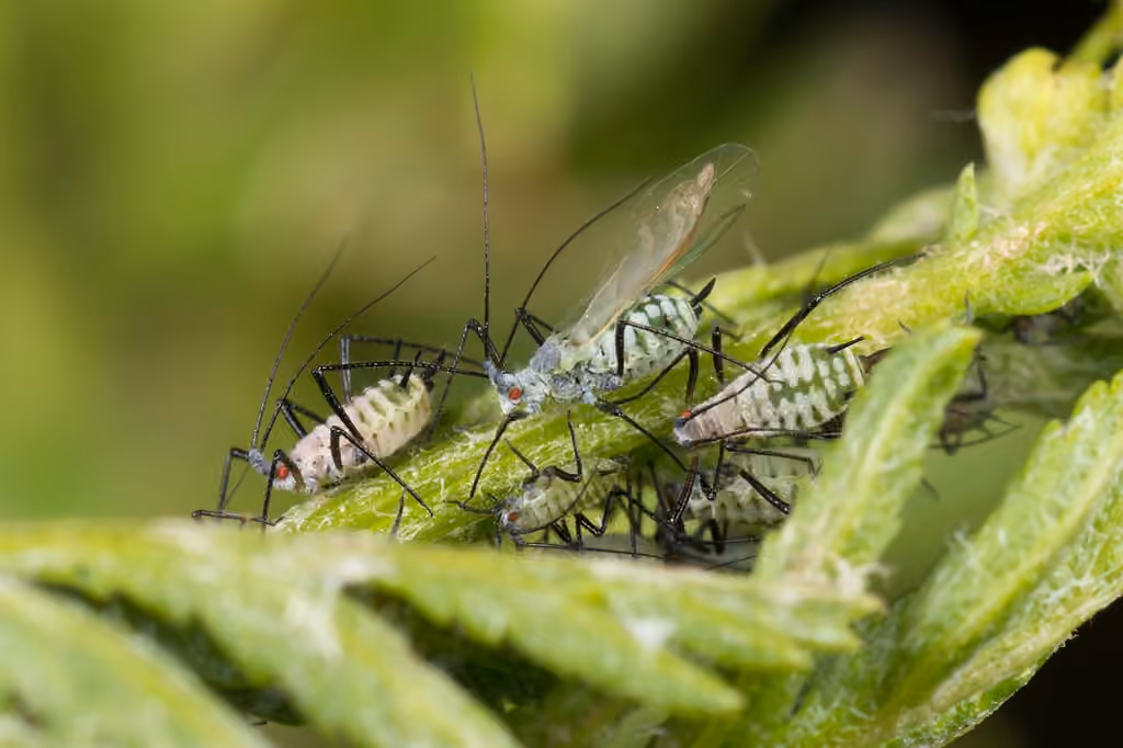 Tansy Aphid, photo 1 sur 5