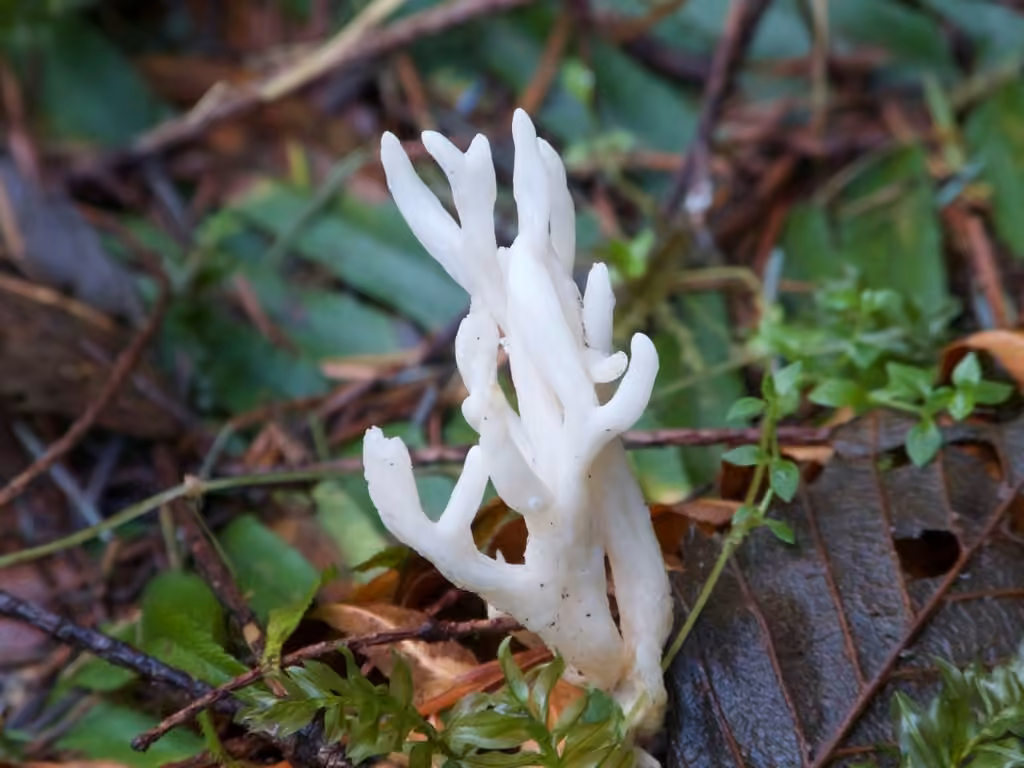 Clavaire bifurquée, photo 2 sur 5