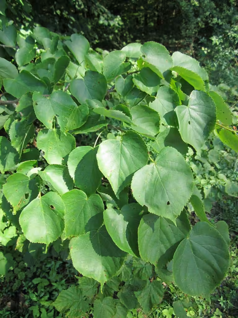 Littleleaf linden, photo 1 of 5