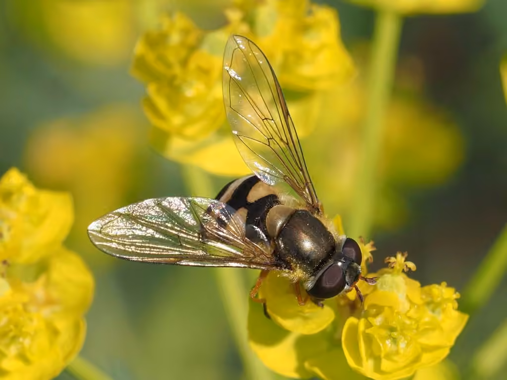 Yellow-faced Bristleside, photo 3 of 4