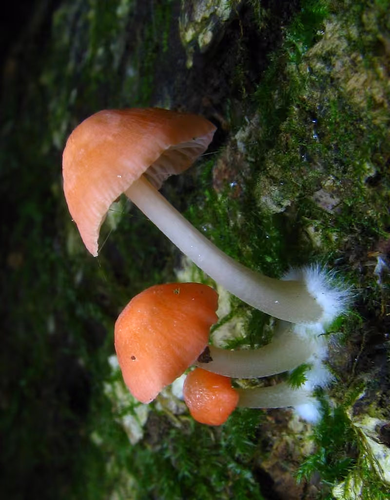 Scarlet Bonnet