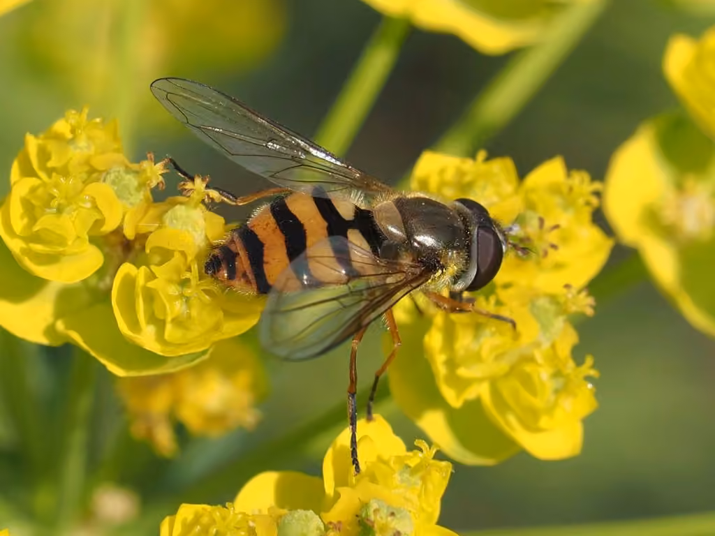Yellow-faced Bristleside, photo 1 of 4