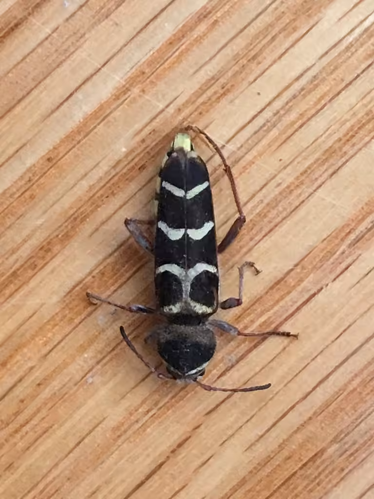 Banded Ash Borer, photo 3 of 5