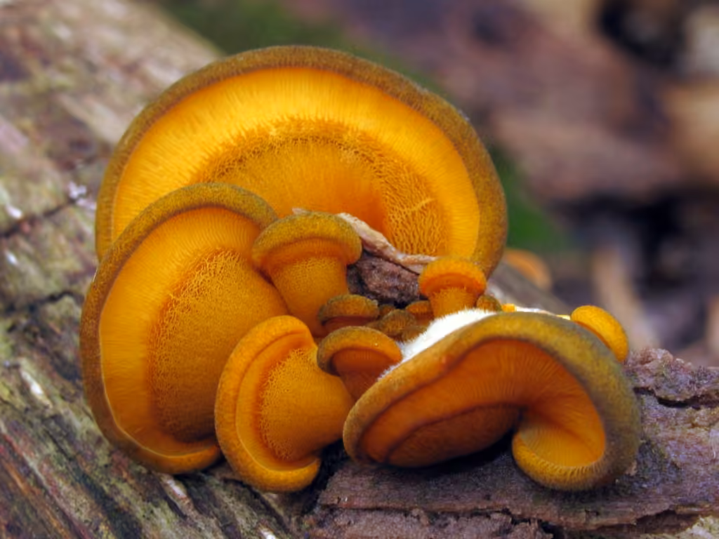 Pleurote tardif, photo 3 sur 5