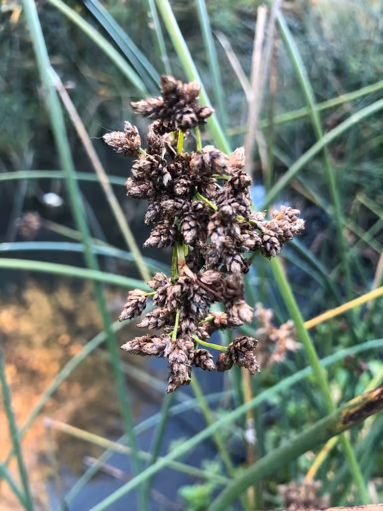 Scirpe des étangs, En fruits