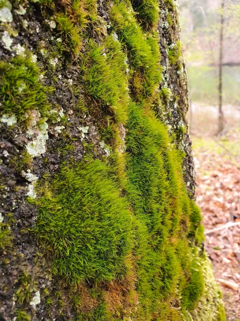 Dicrane arboricole, photo 2 sur 5
