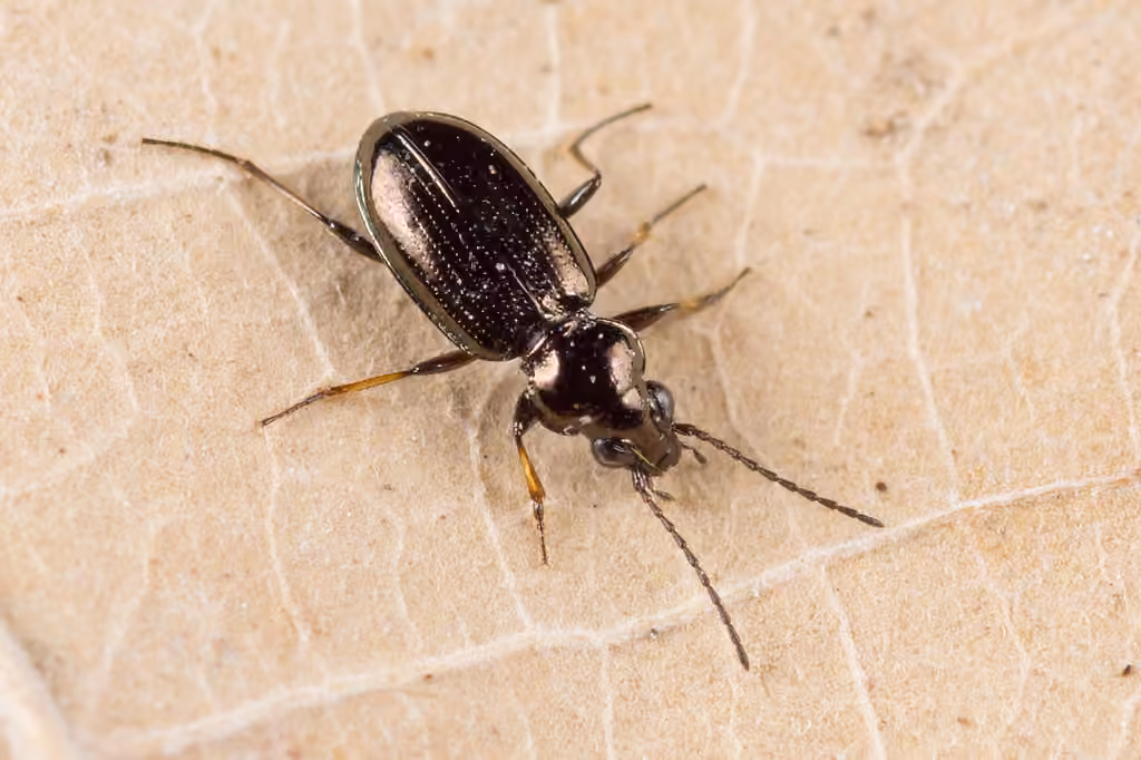 Hastings riverbank ground beetle, photo 1 of 5