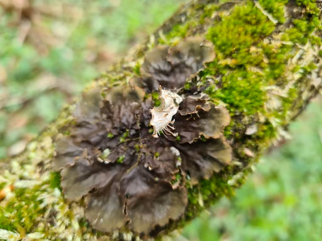 Felt lichen, photo 2 of 5