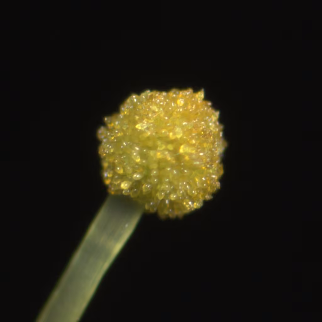 Bud-headed Groove-moss, photo 3 of 5
