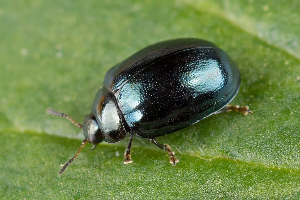 Willow Leaf Beetle, photo 2 of 5