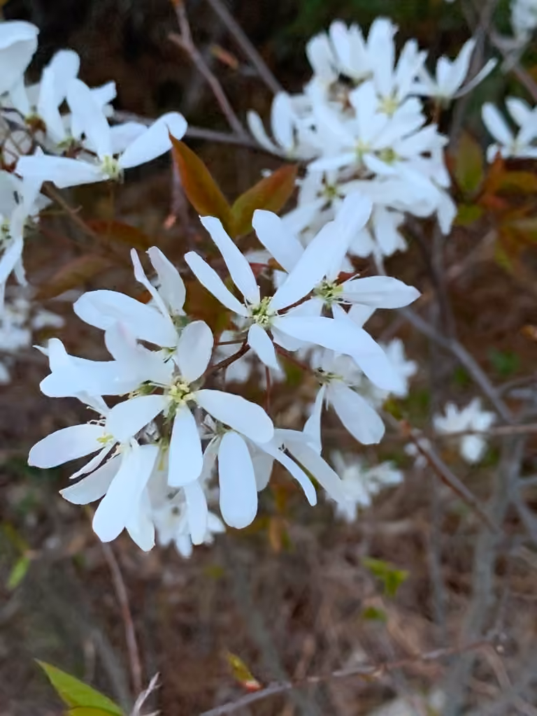 Amélanchier glabre, En fleurs