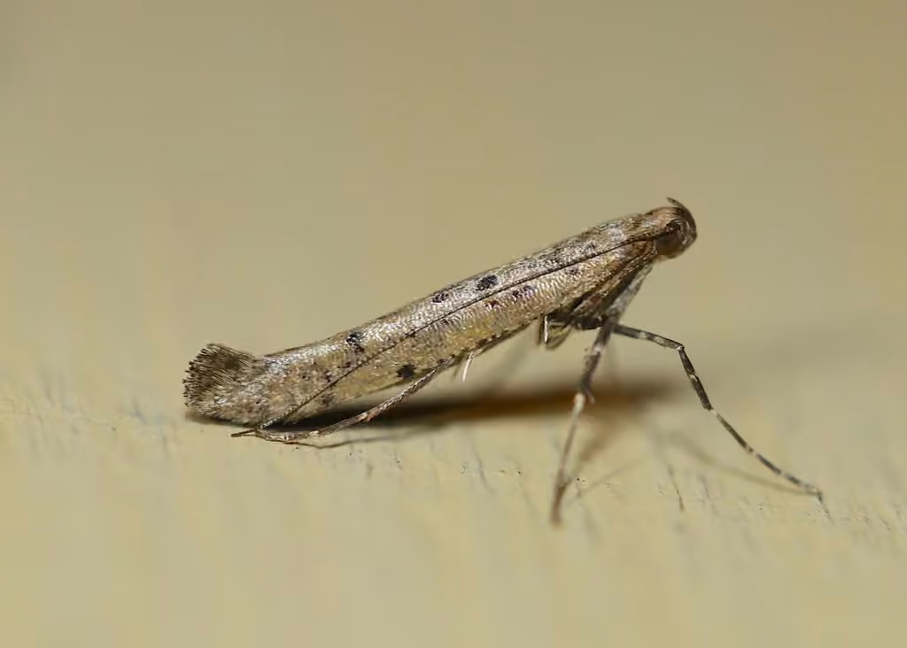Caloptilia strictella, Adulte