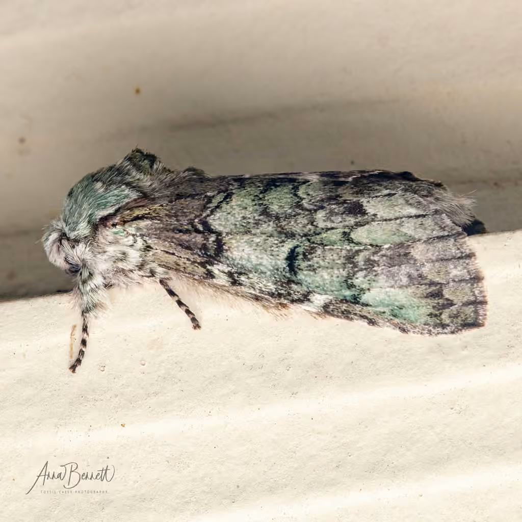 Mottled Prominent, Adulte