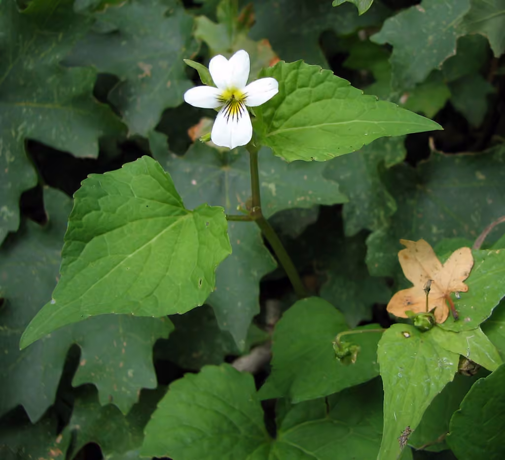 Violette du Canada