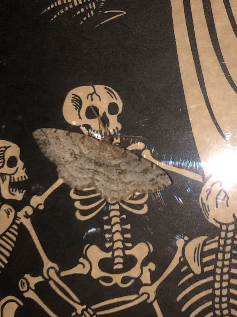 Signate Melanolophia Moth, Female