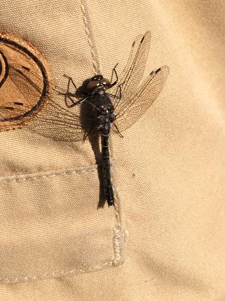 Ebony Boghaunter, Female
