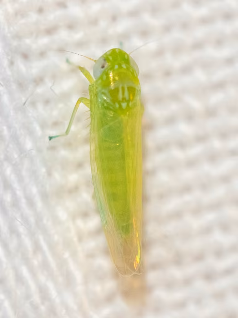 Potato Leafhopper, photo 2 of 5
