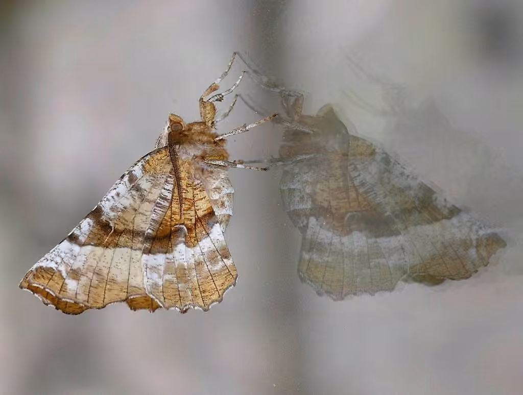 Kent's Geometer Moth, photo 3 sur 5