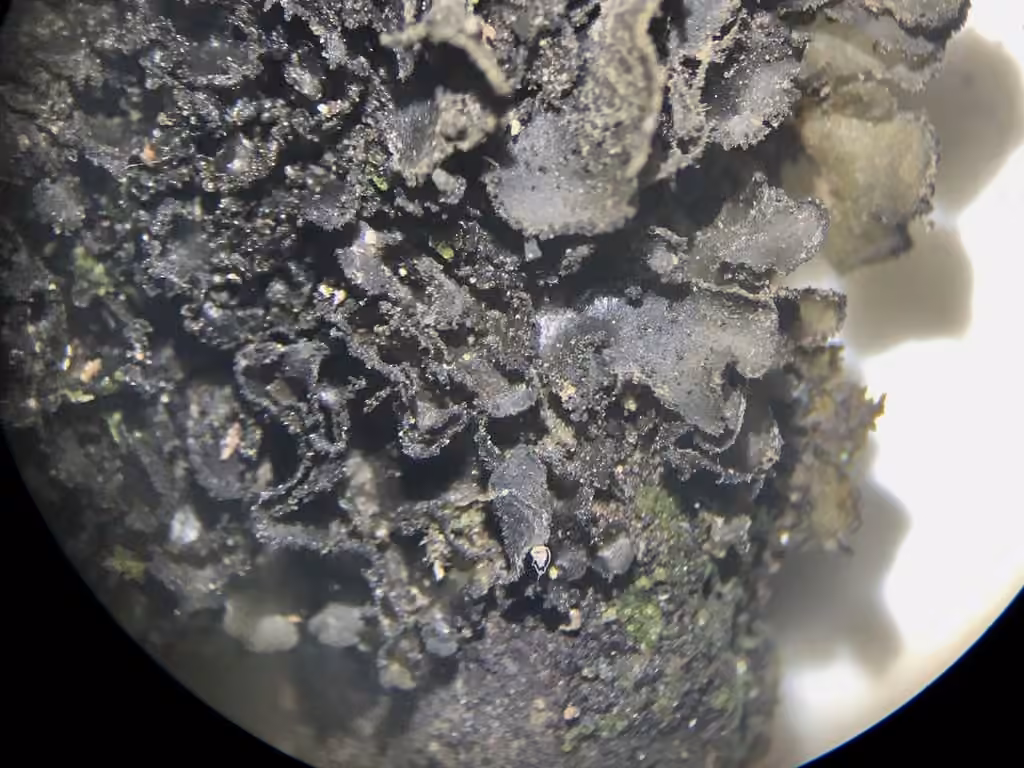 Flaking Tarpaper Lichen, photo 1 of 5