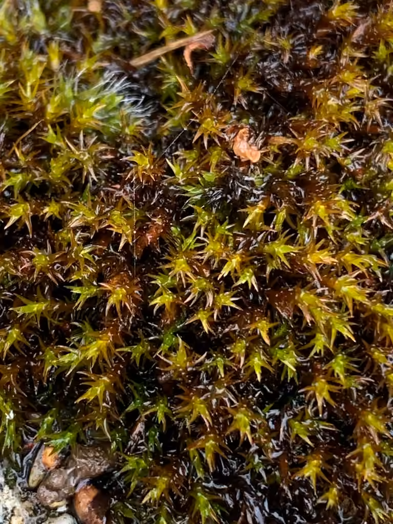 Rough Grimmia, photo 3 of 5
