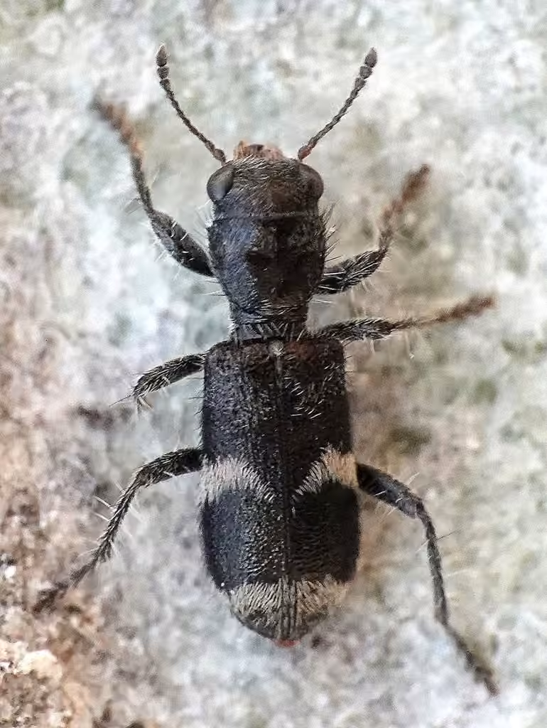 Cléride à pattes noires