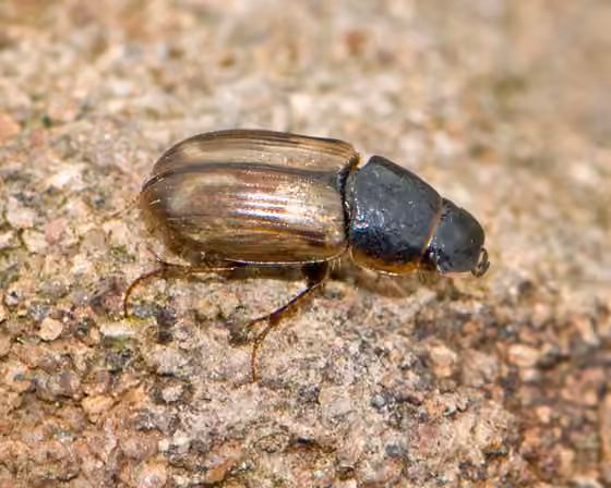 Spring small dung beetle, photo 2 of 5