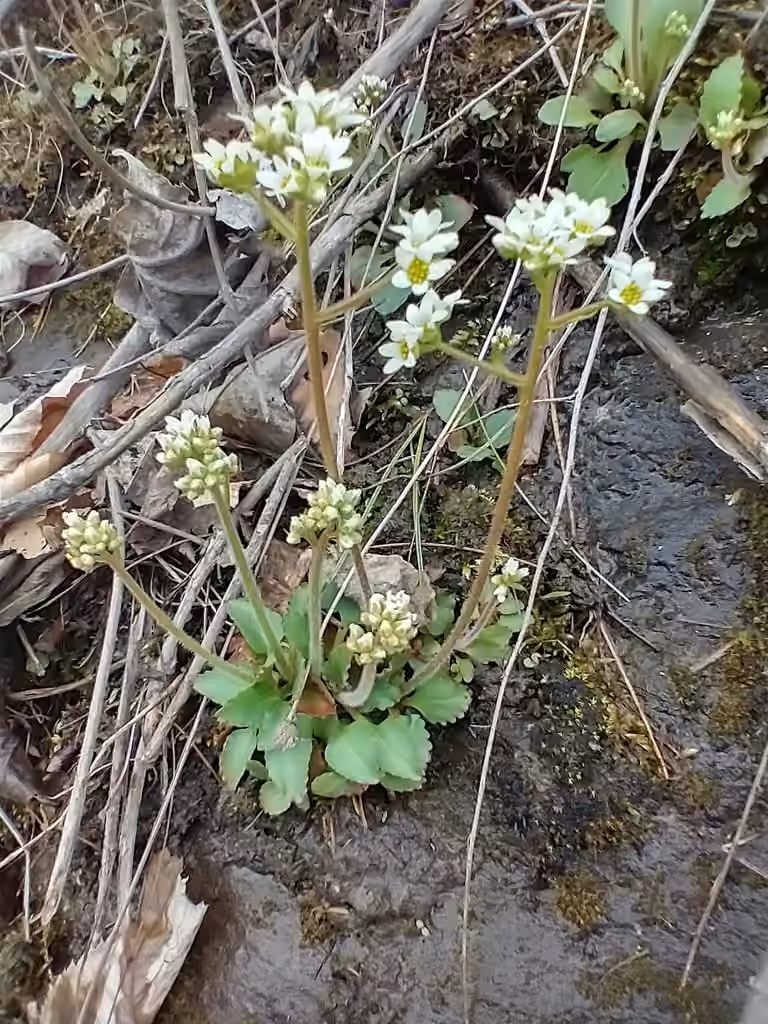 Saxifrage de Virginie, En fleurs
