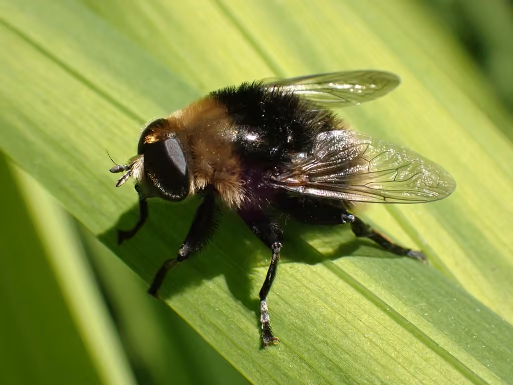Mouche des narcisses, Mâle