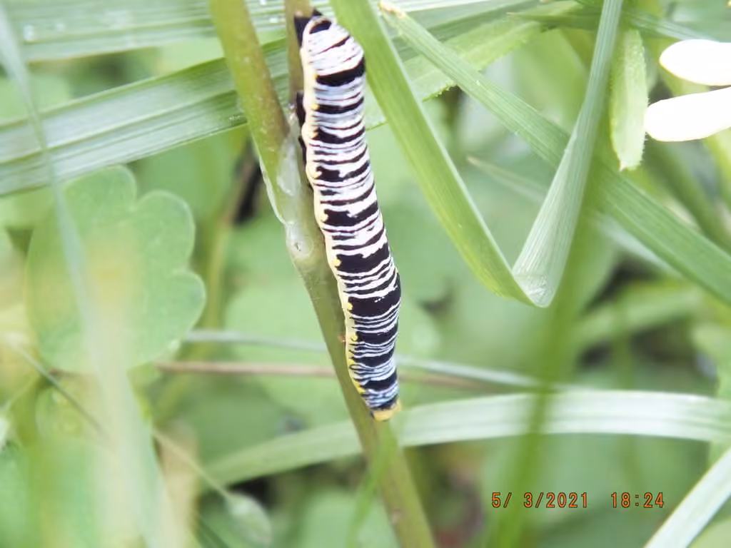 Canadian Owlet, Caterpillar