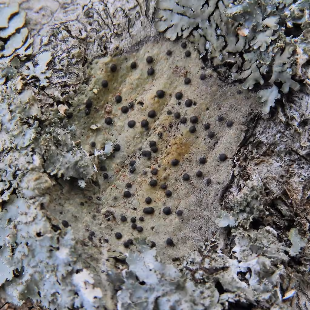 Easter Pox Lichen, photo 3 of 5