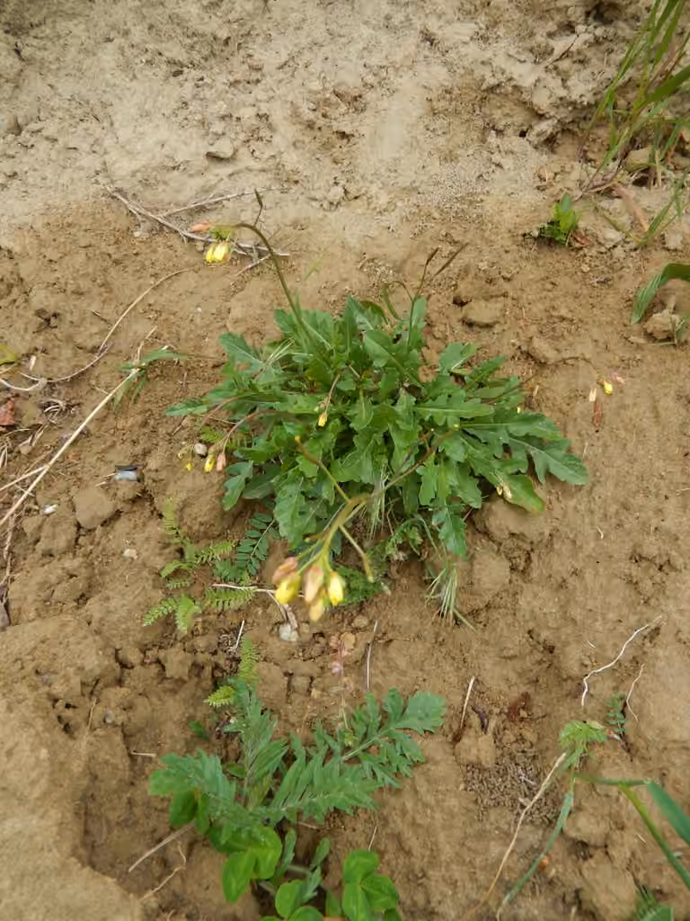 Diplotaxe des murs, En boutons