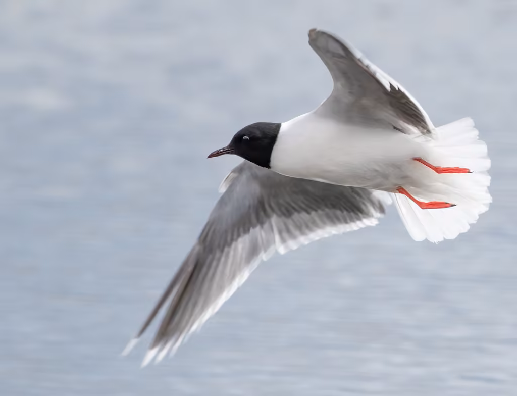 Mouette pygmée, photo 1 sur 5