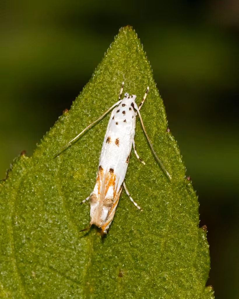 Red-streaked Mompha Moth