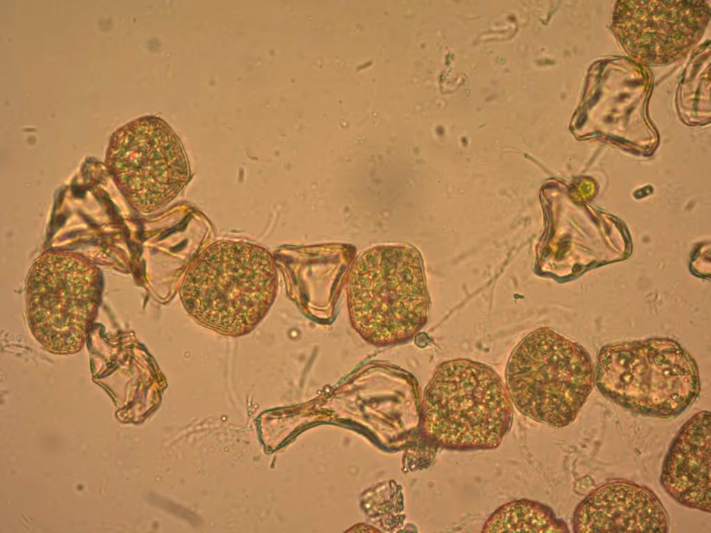 Anthocérote orbiculaire, photo 2 sur 5