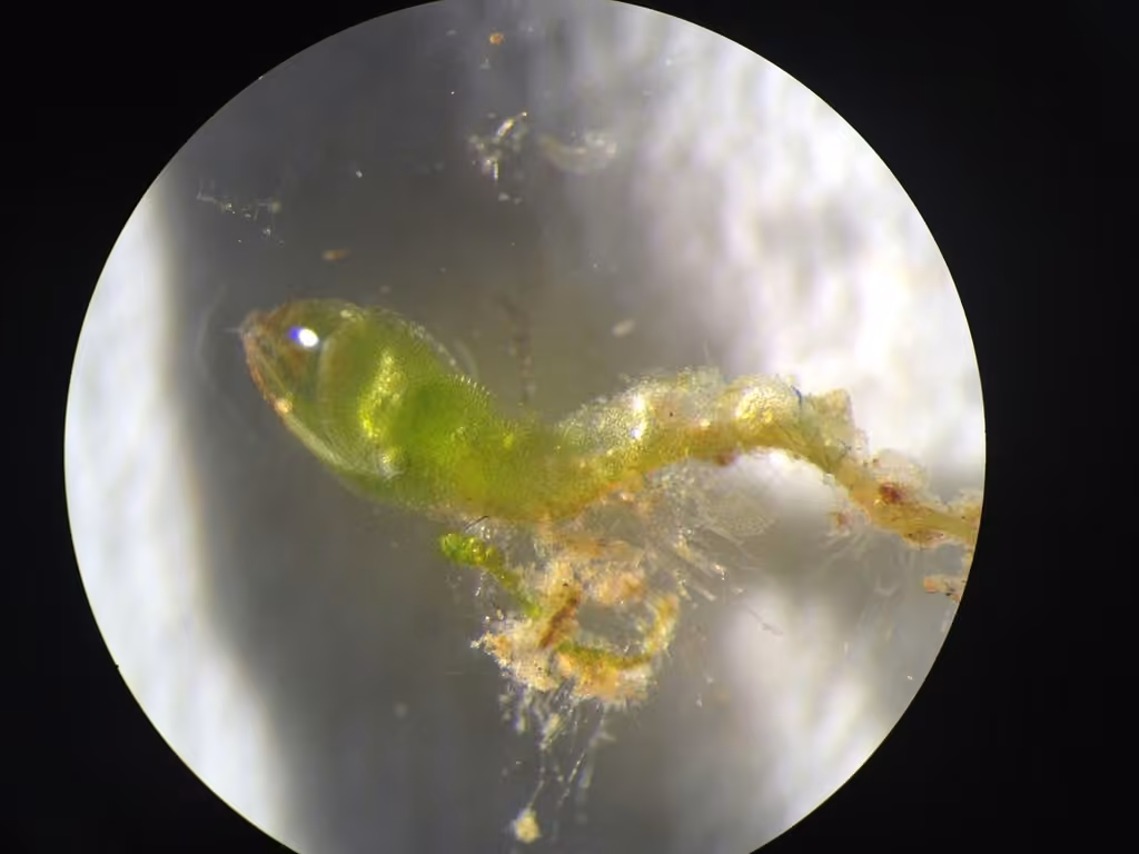 Crenulated Flapwort, photo 2 of 5
