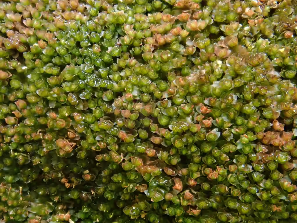 Hill Notchwort, photo 2 of 5
