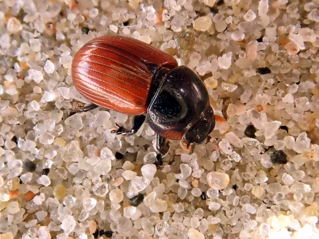 Aphodius du fumier, photo 3 sur 5