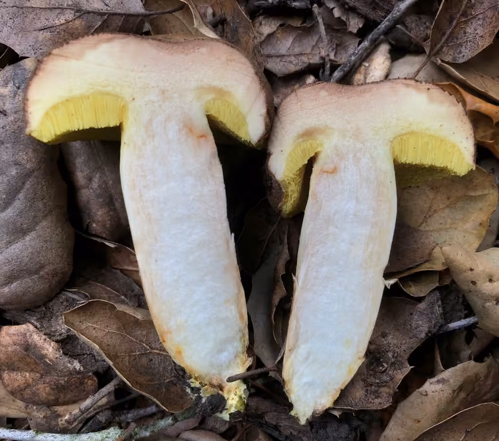 Suede bolete, photo 2 of 5