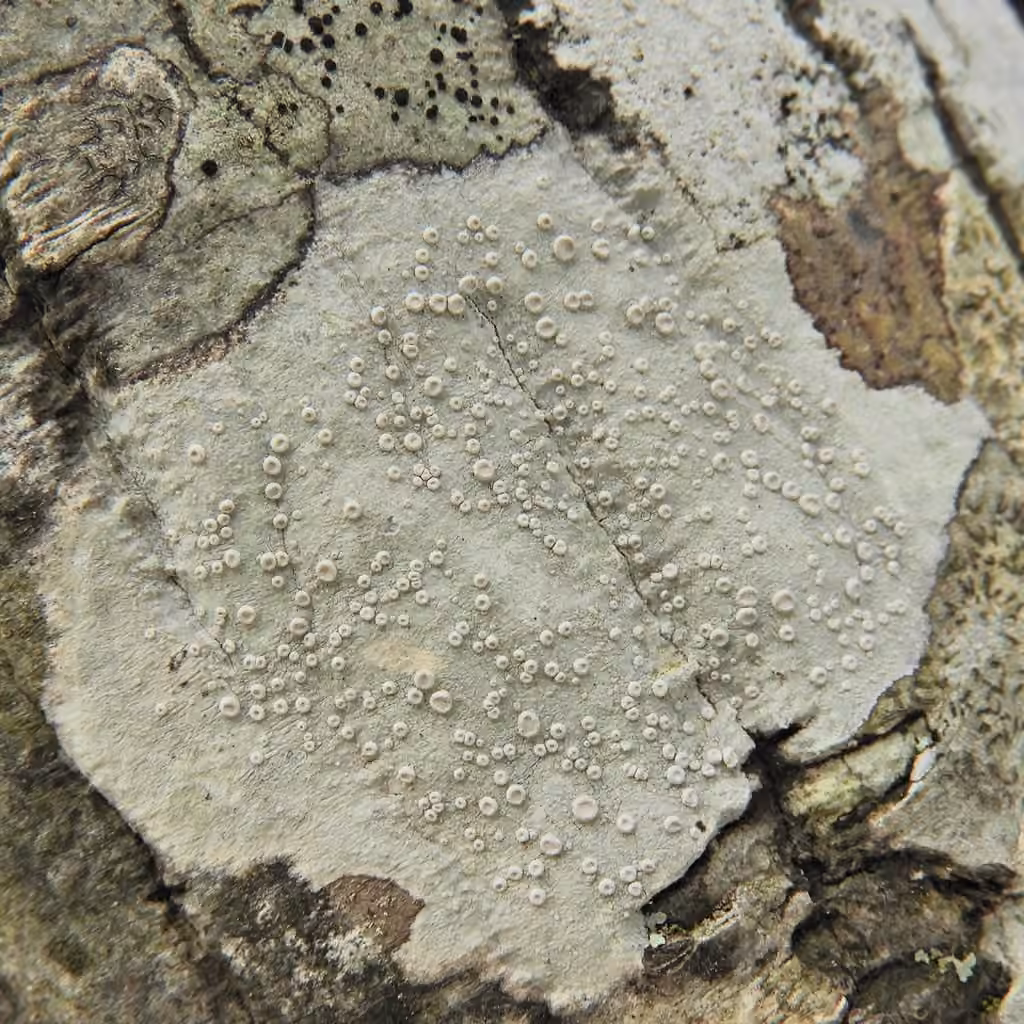 Lecanora albella, photo 1 sur 5