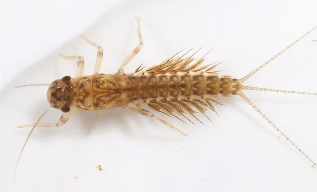 Leptophlébie cupide, Nymphe