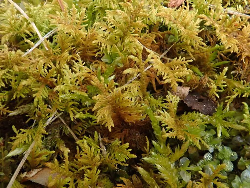 Thuidie à feuilles acuminées, photo 3 sur 5
