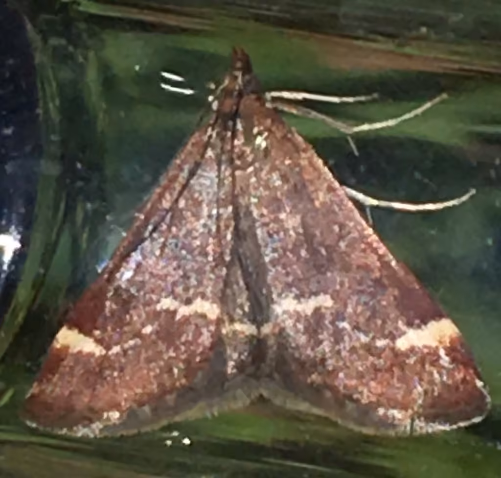Chestnut Pyrausta, photo 1 of 5