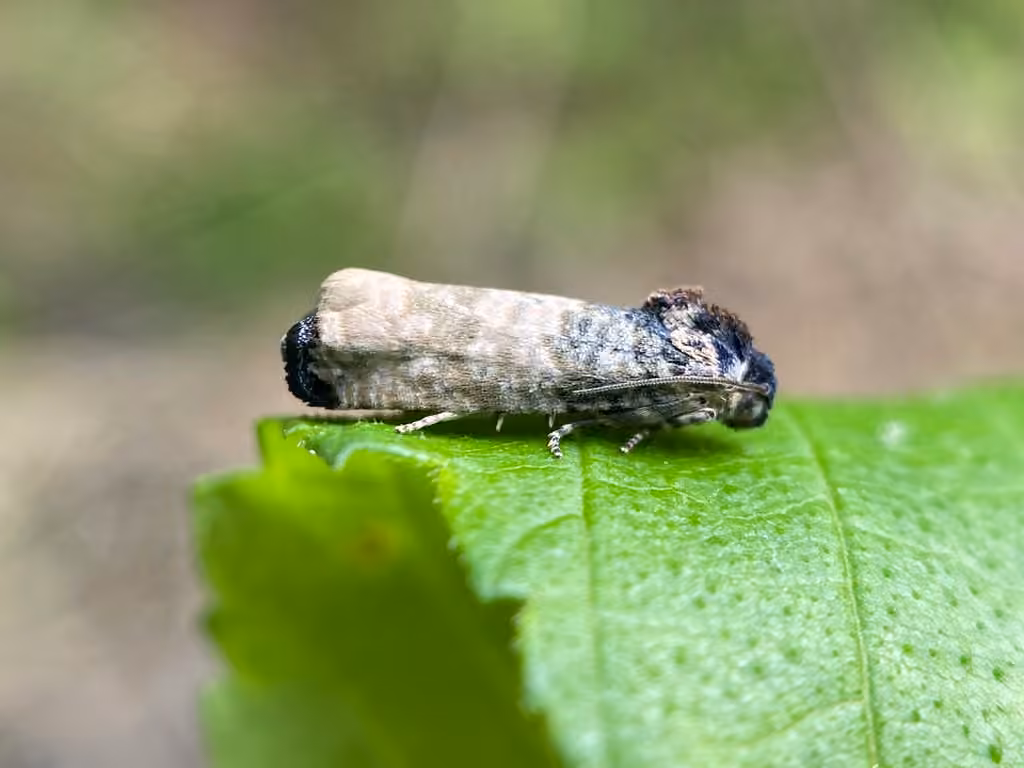 Blue-washed Goldenrod Borer