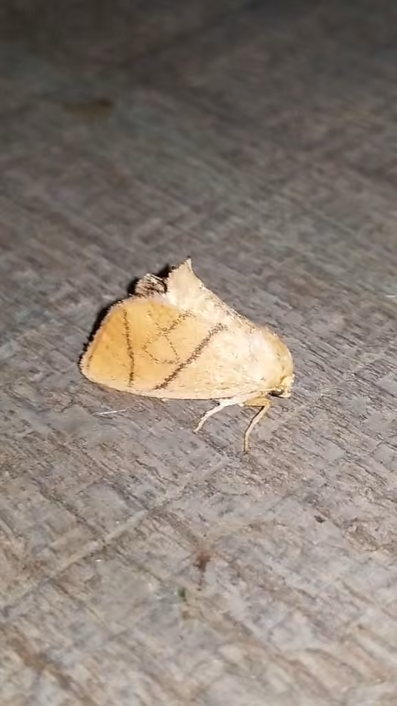 Yellow-collared Slug Moth, Femelle