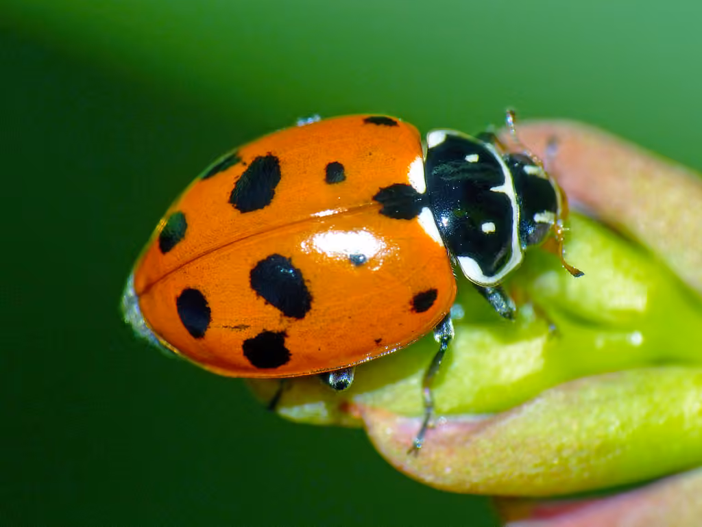 Coccinelle des friches