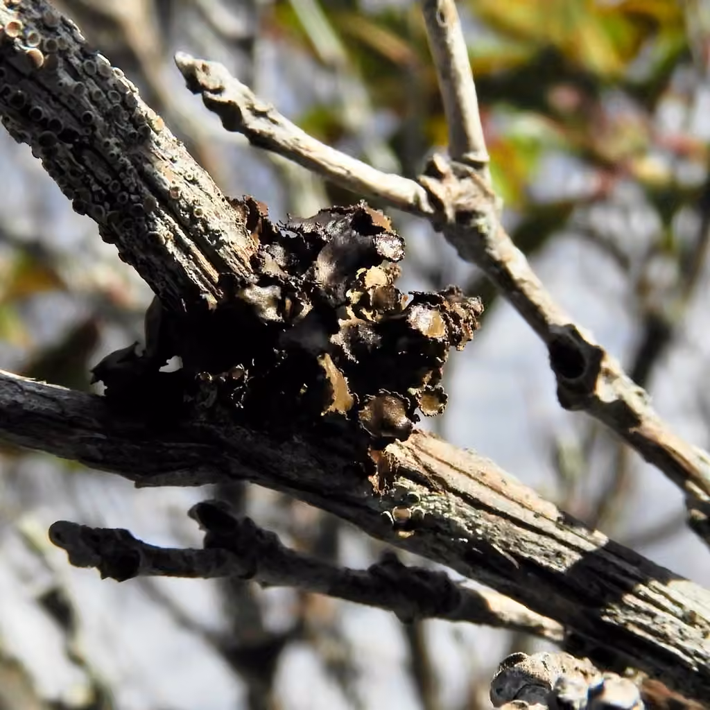Chestnut wrinkle-lichen, photo 3 of 5