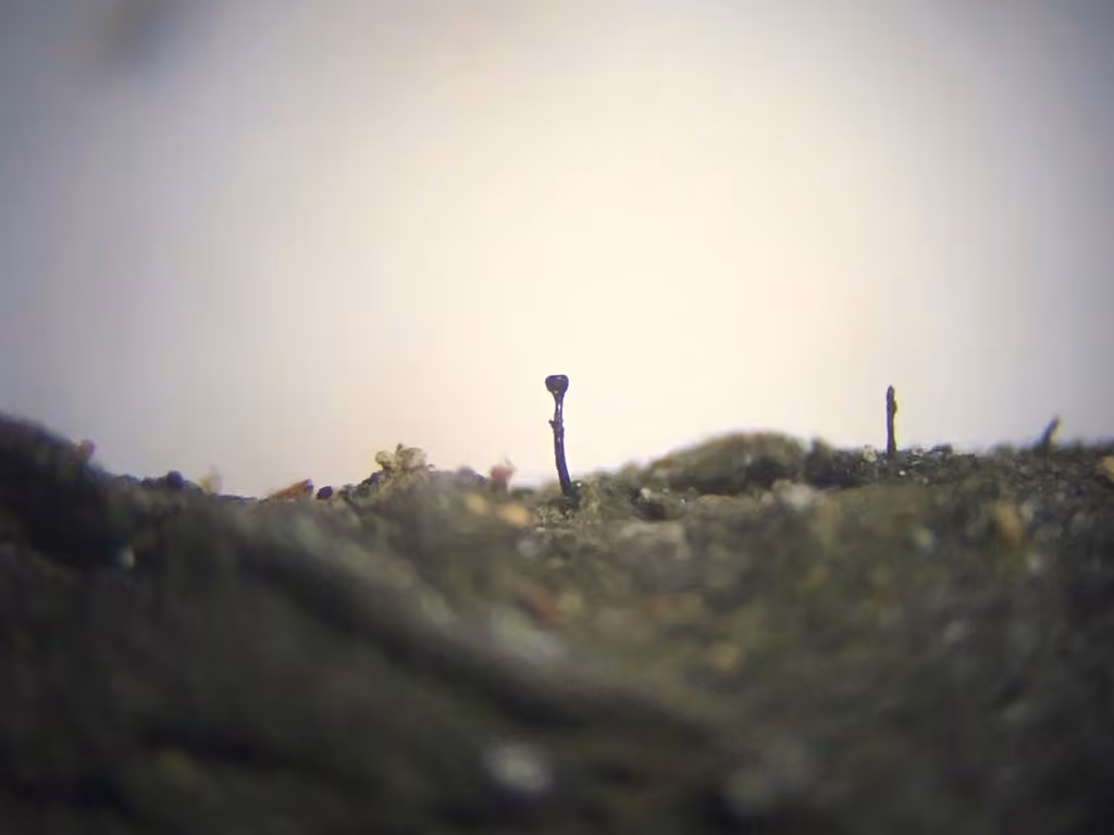 Stenocybe de l'aulne