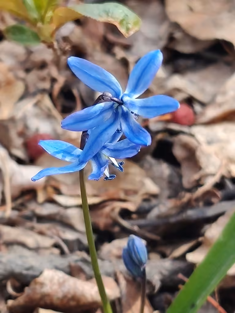 Siberian squill