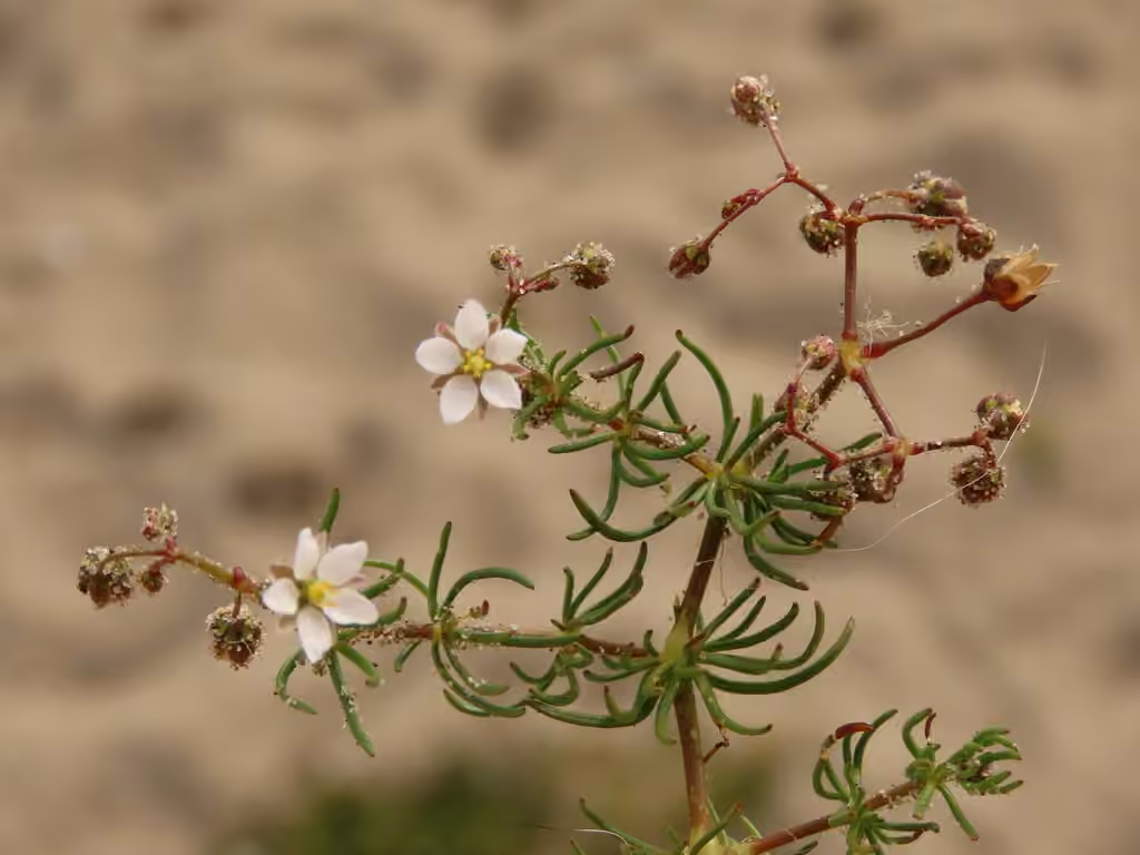 Spargoute des champs, En fruits