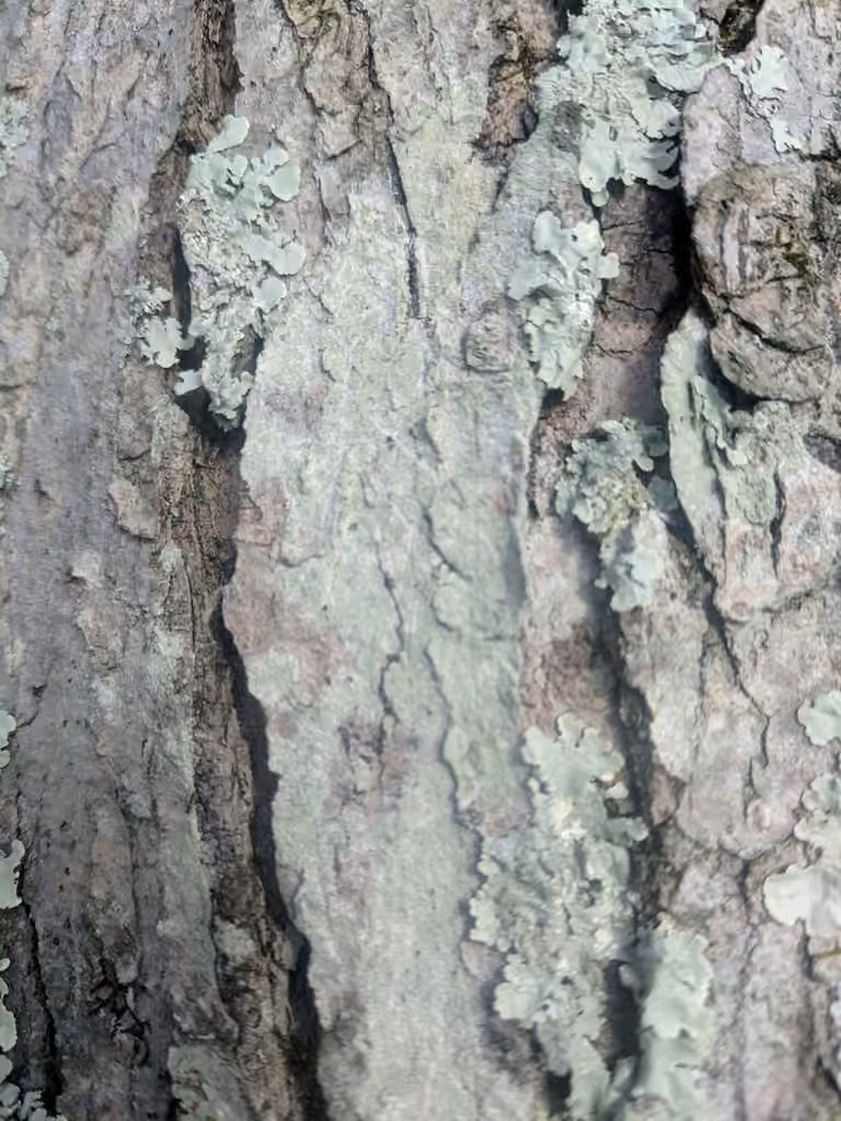 Mapledust Lichen, photo 2 of 5